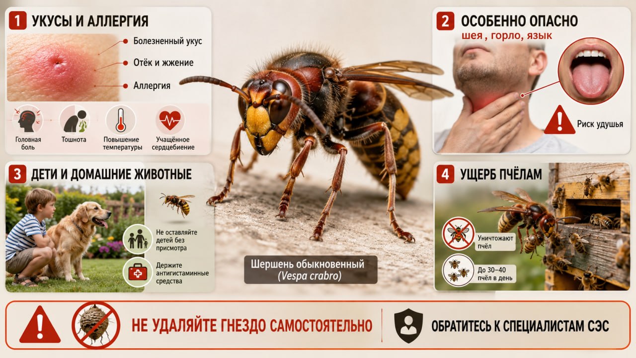 Опасность и вред для человека: укусы, аллергия, уничтожение пчел